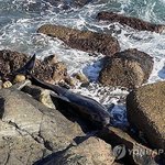 고래 <b>사체</b> 발견됨