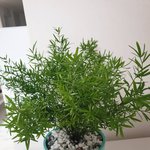 [도와주세요] <b>식물</b> 이름좀 알려주세요