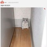 얘들아 게시물 진짜 유명한거 하나찾아줘