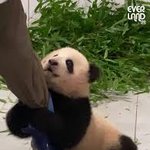 [<b>푸바오</b>] 애기 <b>푸바오</b>