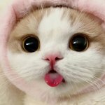 [댓글부탁해] 이런 친구 너네도 있음? 추반좀