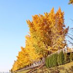 [이것좀봐줘] 곡교천 은행<b>나무</b>길 사진 보고 가세요 >3<) /