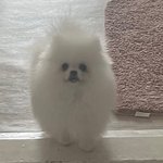 [댓글부탁해] 아기<b>포</b><b>메</b> 미모 ㅁㅌㅊ