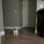 [3번강아지] 악플을 고르게 <b>분배</b>했어