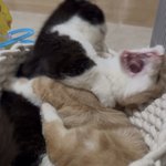 [<b>사냥</b>] 하러 가야겠다~!