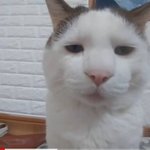 [<b>화가</b>] 단단히 났네