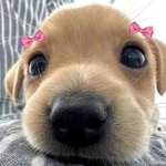 [첫만남] 에 선물해준 핑크 <b>알파카</b> 인형