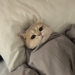 고양이