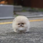 아기 포메 한 <b>마리</b>가 우유 가방에 똬리 틀고 자고 있는데