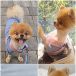 포메 <b>후추</b> 사진 대공개