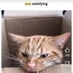 [어케생각해] 근데 <b>나무</b>상자만 먹어도 살이 찔까?