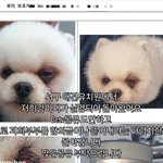 애견유치원에서 강아지가 실명되었다는데 어떻게 했길래...<b>Cctv</b>확인...