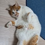 나의 동거묘 <b>도칠</b>이 24년 12월 겨울사진들..