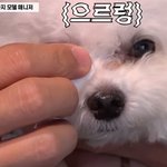 <b>워크맨</b> 개 매니저편 봤어?