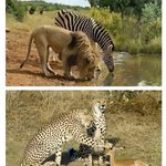 [쓰담쓰담] <b>동물</b>의 왕국 촬영 휴식시간.jpg