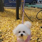 [강아지] 우연히 잘찍힌 강아지 <b>사진</b>.<b>jpg</b>
