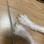 울 <b>강아지</b> 손 볼래?