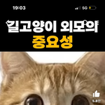 하다하다 고양이한테까지 중안부정병