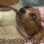 내가 기가쎄서
