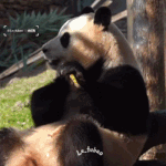 [댓글부탁해] 중국간 푸바오 전신경련 선수핑 폐쇄