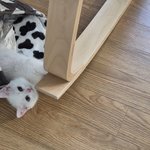 [어케생각해] 우리뚜아 <b>고영희</b>씌