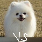 [댓글부탁해] 둘이 <b>맞짱</b>뜨면 누가 이김??