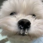 [드루와] <b>캐롤</b>이나 겨울 노래 쓰고가기ㄱㄱ