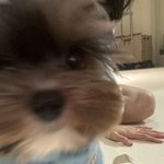 [이것좀봐줘] 오늘하루도 고생하셨다개