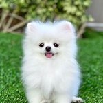 난 포메라니안이 제일 귀여운듯
