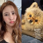 '<b>세븐</b>' 이다해, 행복 신혼 中 반려견 아픔.."미안해 엄마가...