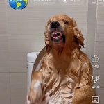 강아지 때리는  장면