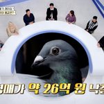 [드루와] 비둘기 한 <b>마리</b>=26억 원..안정환 "방송 나가면 싹...