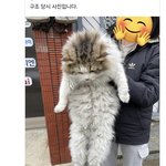 길냥이 덩치<b>보소</b>