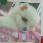 무지개다리 건넌 울<b>집</b>댕댕이 애기때 <b>사진</b>