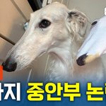 반려견도 중안부 논란 있었구나