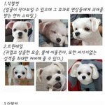 <b>역시</b> 말티즈가 젤 귀엽긔