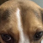 <b>울집</b> 강쥐 중안부 ㅈㄴ 김