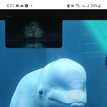 [<b>벨루</b>가] 마음아파