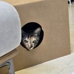 [<b>고양이</b>] 울<b>집고양이</b>보구가
