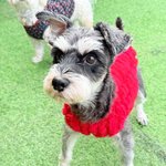 [귀여운<b>동물</b>] 울집 강쥐보고가유~