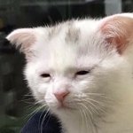 근데 승무원이란 직업 매력적이지않나