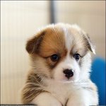 [째롱] 째롱아 이게 <b>최선</b>이야?