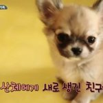 오<b>감자</b> 화이트 어때?