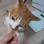 나의 동거묘 <b>도칠</b>이 2025년 1월 사진 구경오세요.~