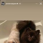 제니 인스스 달곰 <b>쿠마</b> 모에화ㅋㅋㅋㅋ