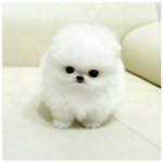 [<b>니</b><b>딸</b>미래] 째롱아 욕이 아니라