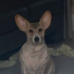 우리집 댕댕이(<b>웰시</b>코기)