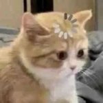 누가그러는데 사각턱만 치면 덜<b>쳐</b><b>짐</b>?