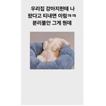 [강아지] [귀여움주의] 주인이 집에 와도 건성으로 <b>인사</b>하는 강아지