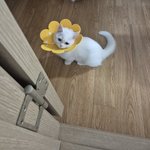 [어케생각해] 우리뚜아 <b>고영희</b>씌2